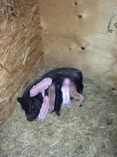 Maple and her litter
