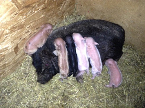 Maple and her litter
