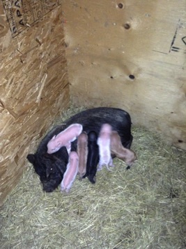 Maple and her litter